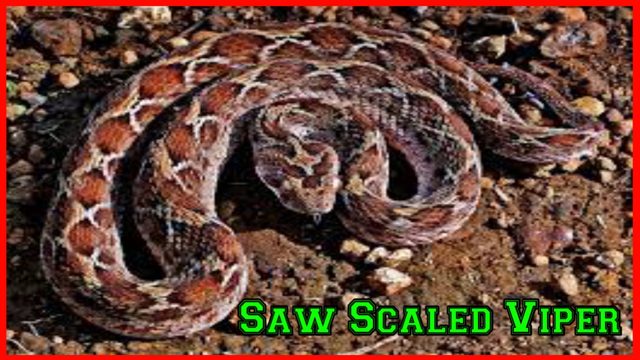 Saw Scaled Viper